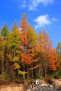 巴黎圣日耳曼逼平蒙彼利埃，保持不败